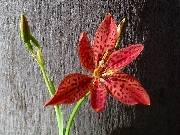 Pandandcanda norrisii